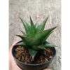 2328. Sanseveria Hybrid Teodora