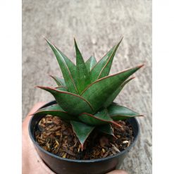 2328. Sanseveria Hybrid Teodora
