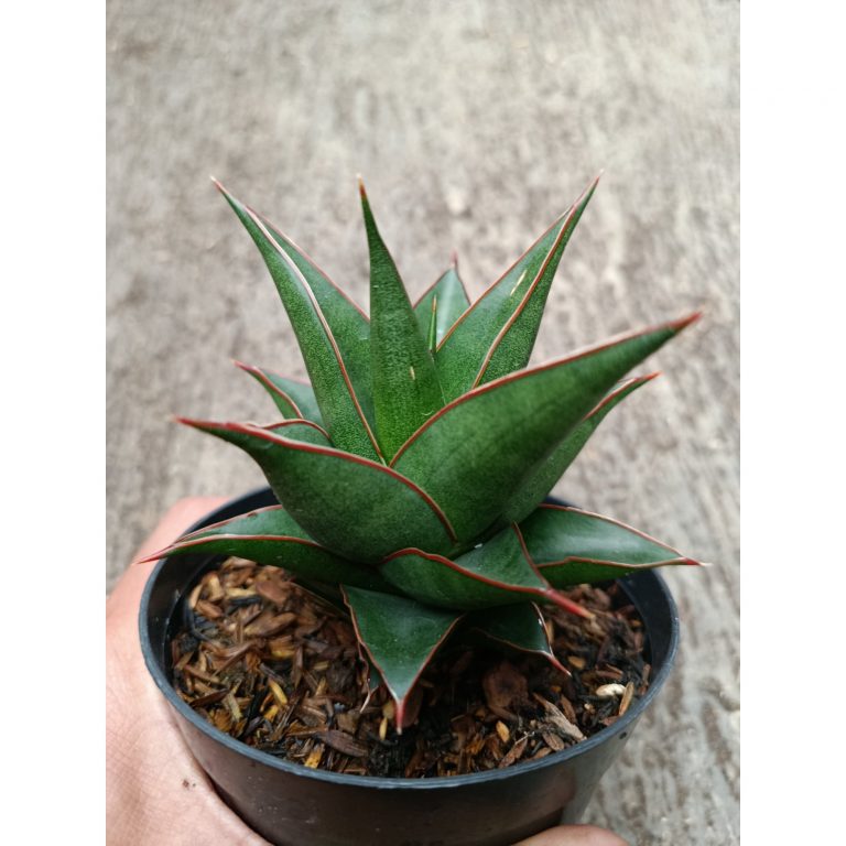 2328. Sanseveria Hybrid Teodora