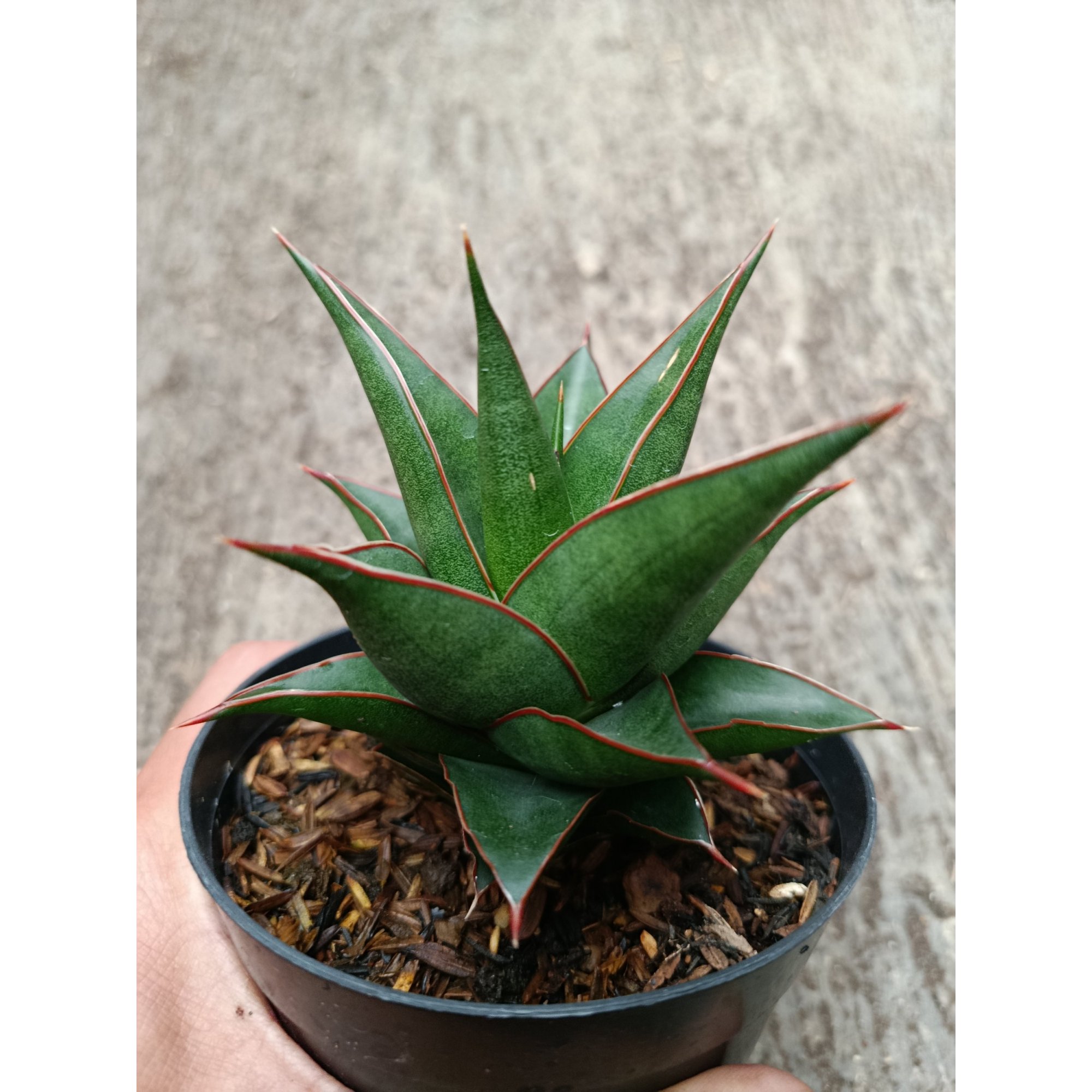 2328. Sanseveria Hybrid Teodora