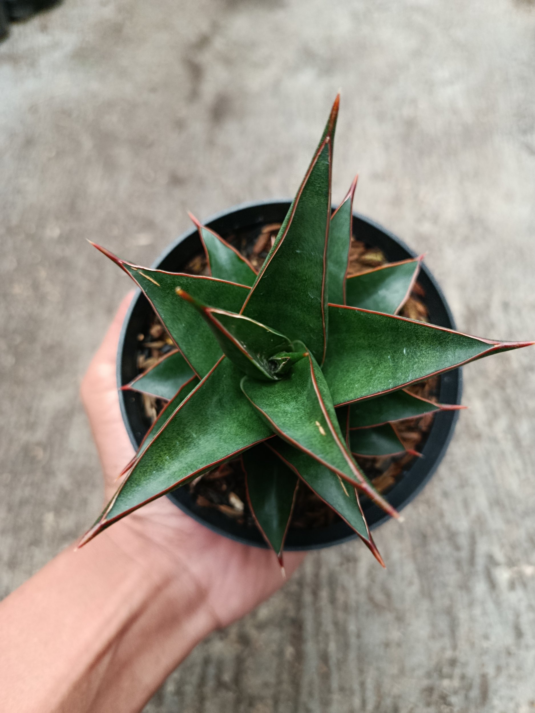 2328. Sanseveria Hybrid Teodora - Image 3