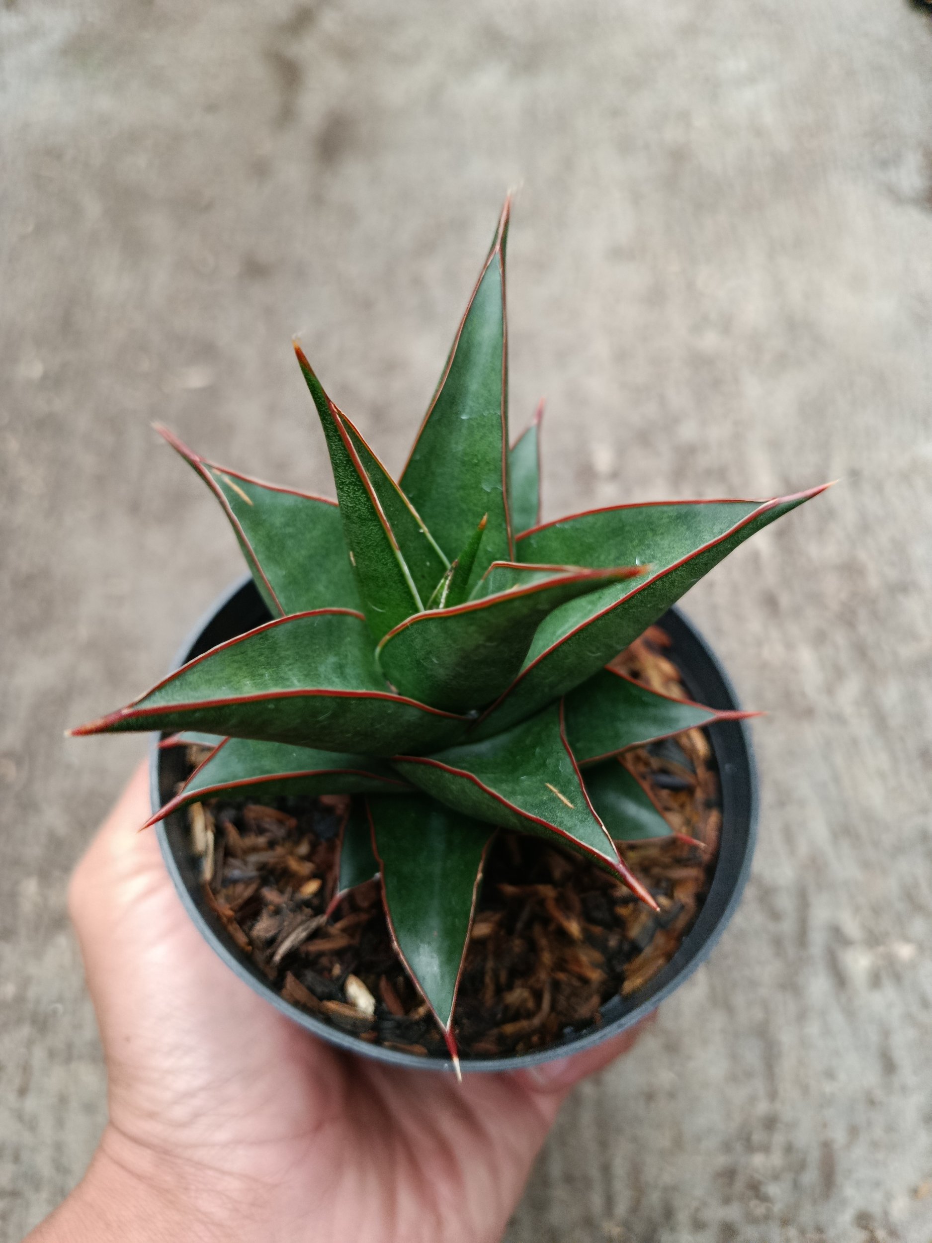 2328. Sanseveria Hybrid Teodora - Image 4