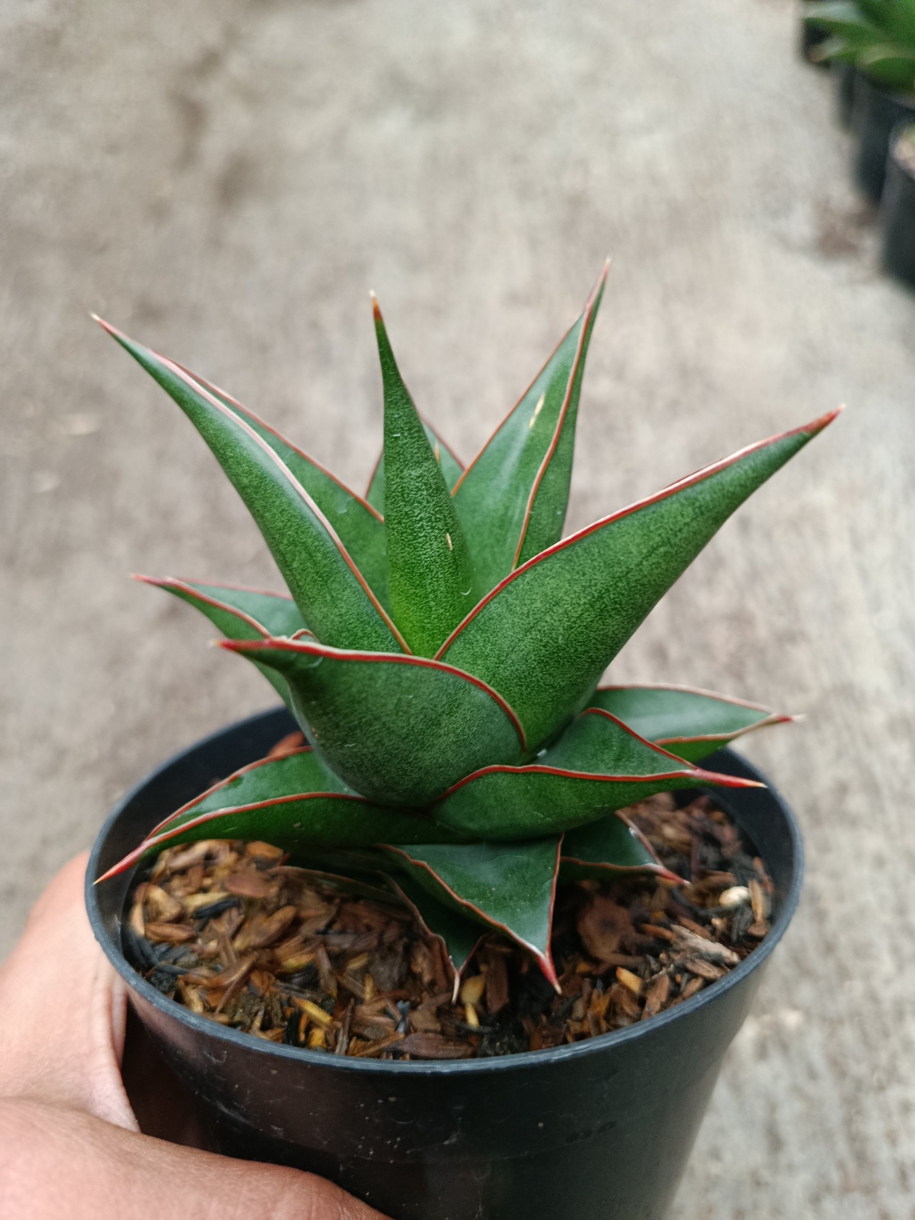 2328. Sanseveria Hybrid Teodora - Image 5