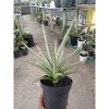 1833. Sansevieria Kasih Medium Size