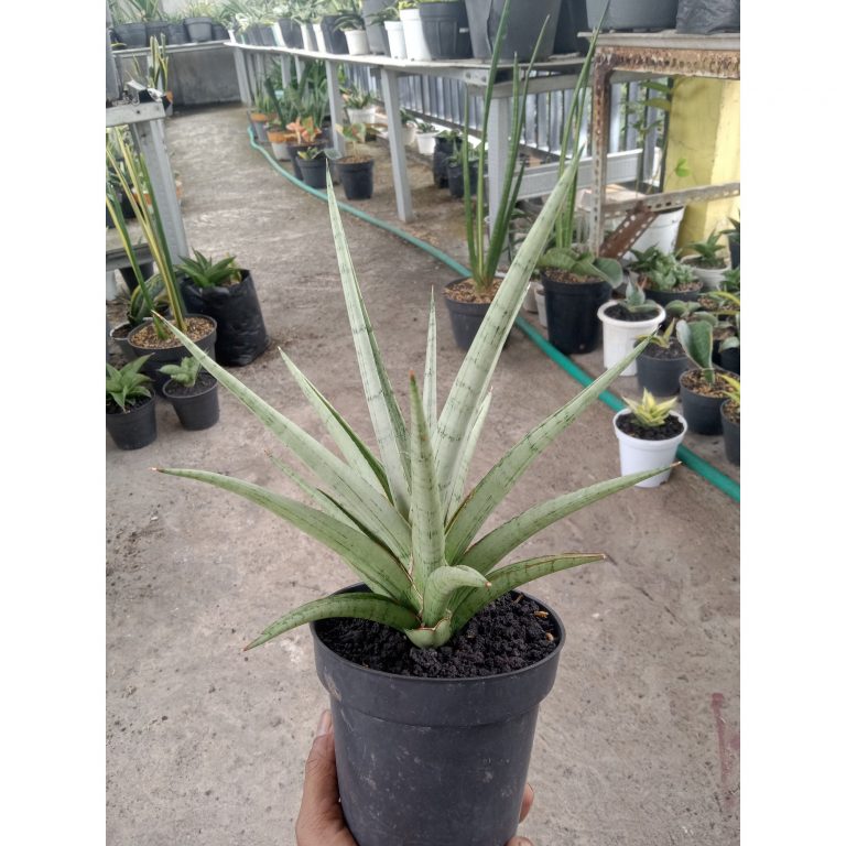 1833. Sansevieria Kasih Medium Size