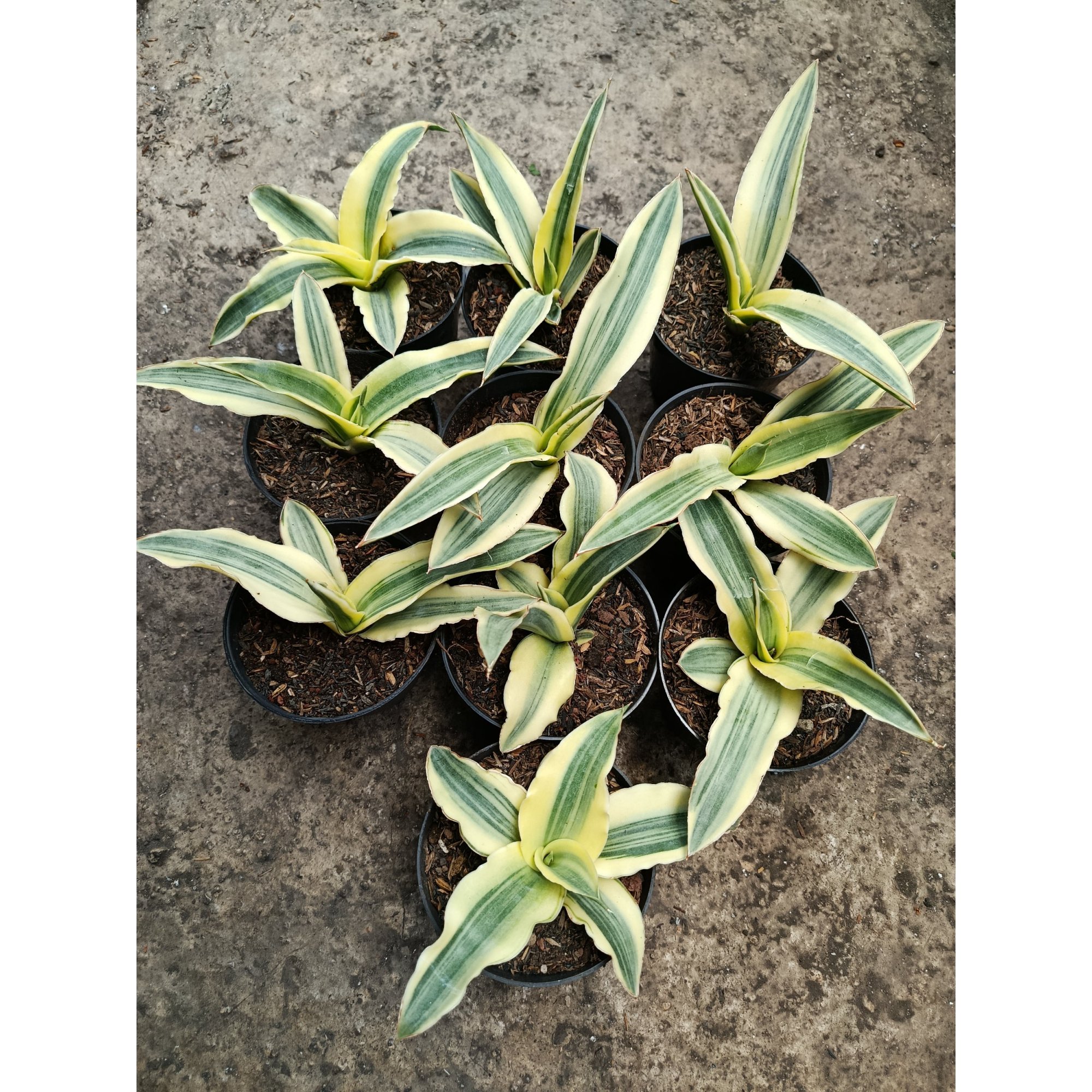1796. Sansevieria Katana White Variegated 10 Pcs