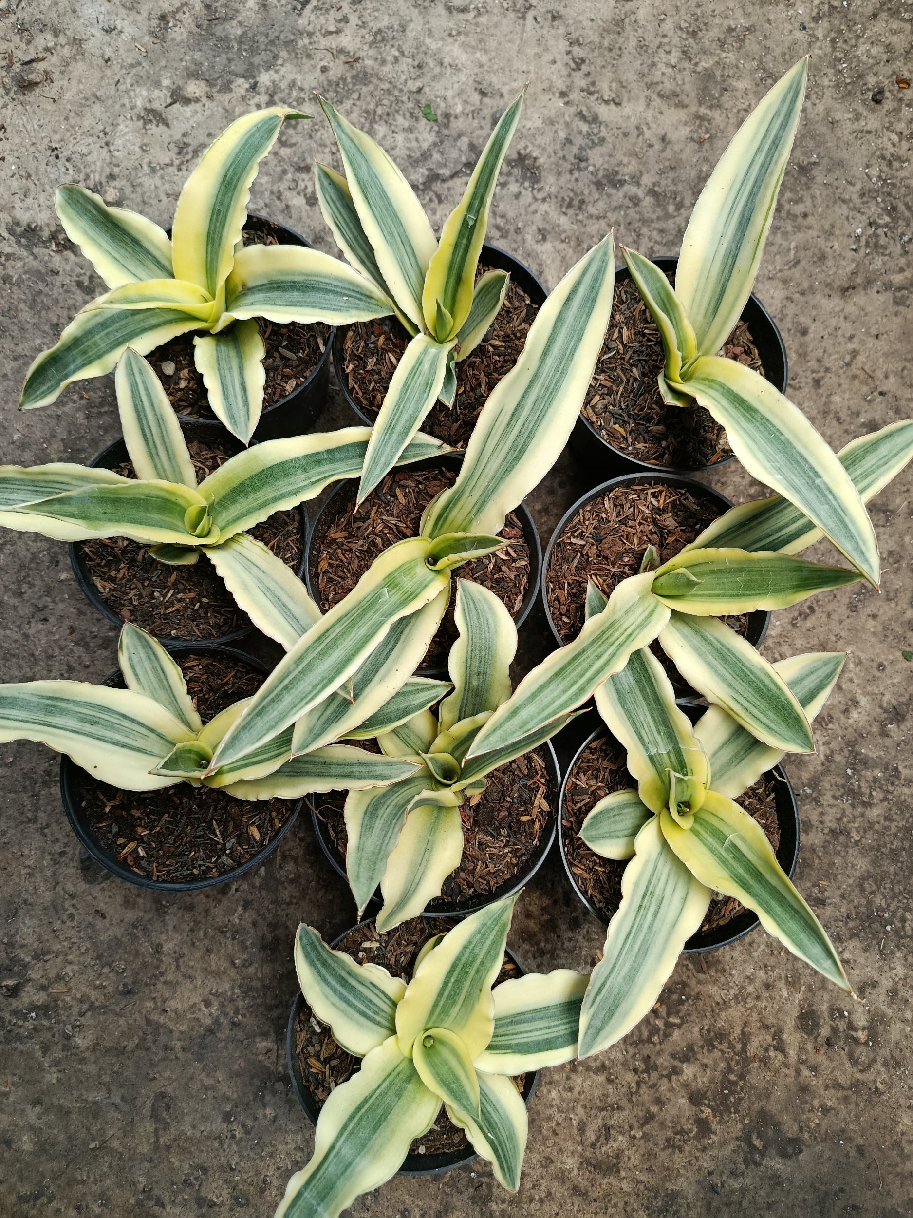 1796. Sansevieria Katana White Variegated 10 Pcs - Image 2