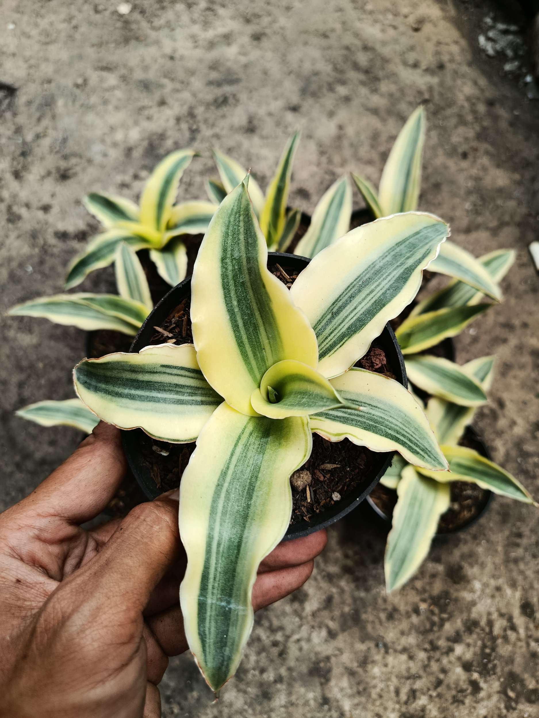 1796. Sansevieria Katana White Variegated 10 Pcs - Image 4