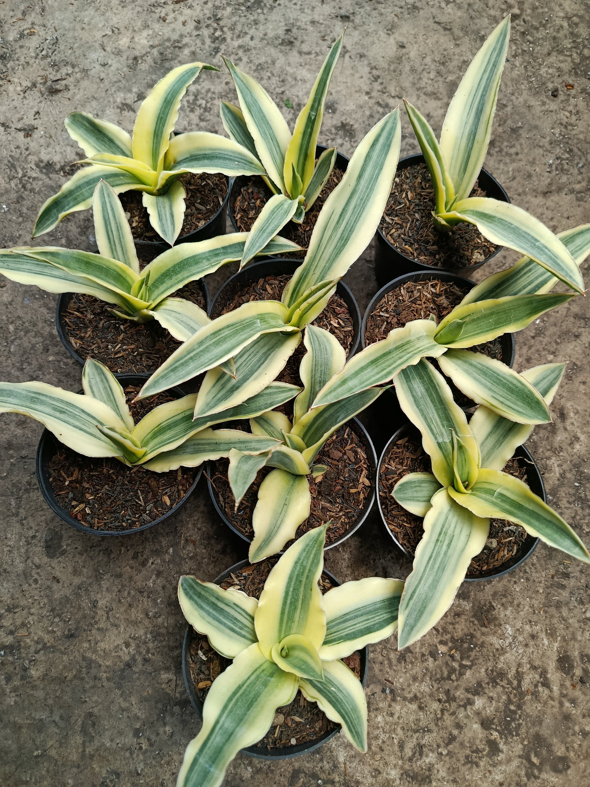 1796. Sansevieria Katana White Variegated 10 Pcs - Image 5