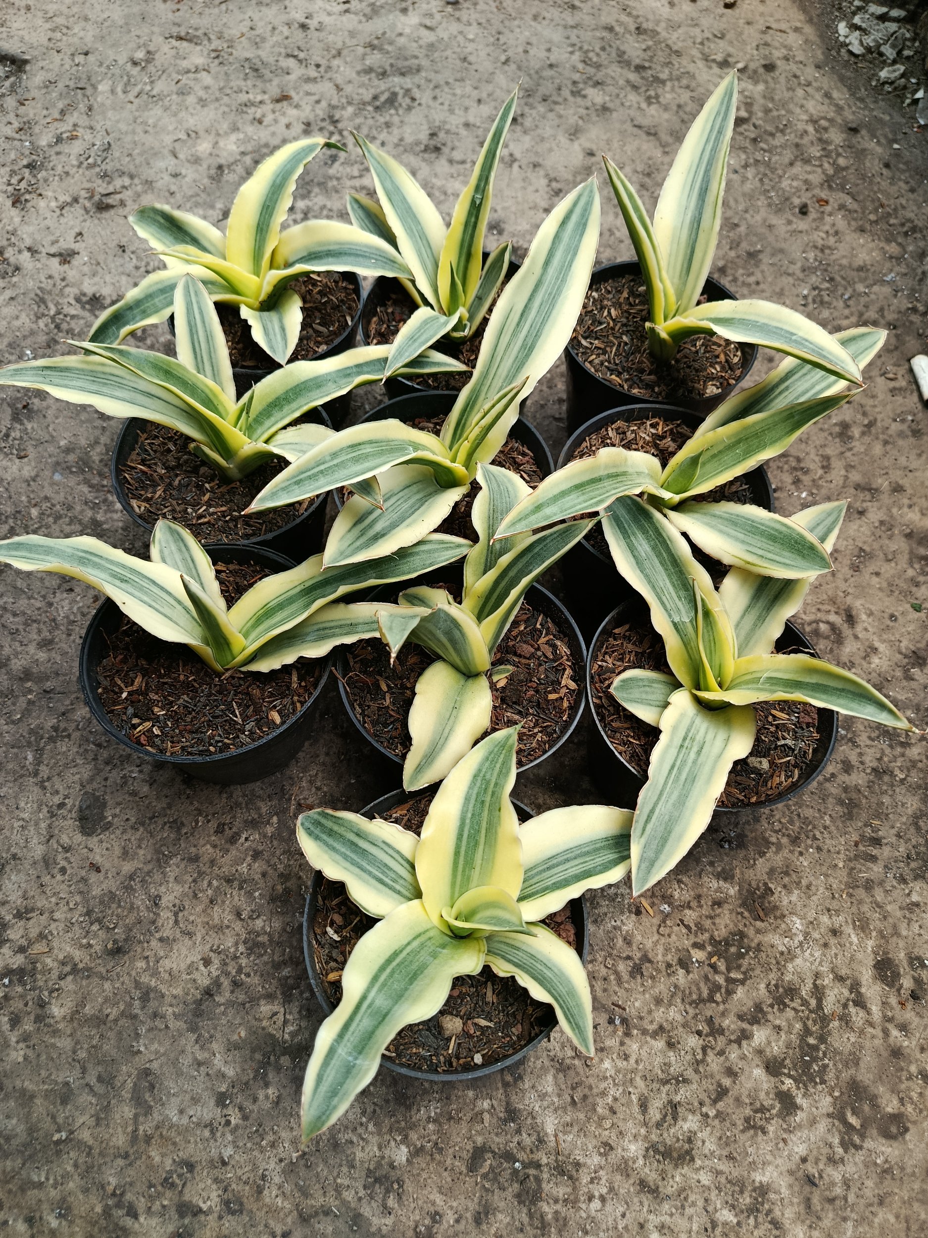 1796. Sansevieria Katana White Variegated 10 Pcs - Image 3
