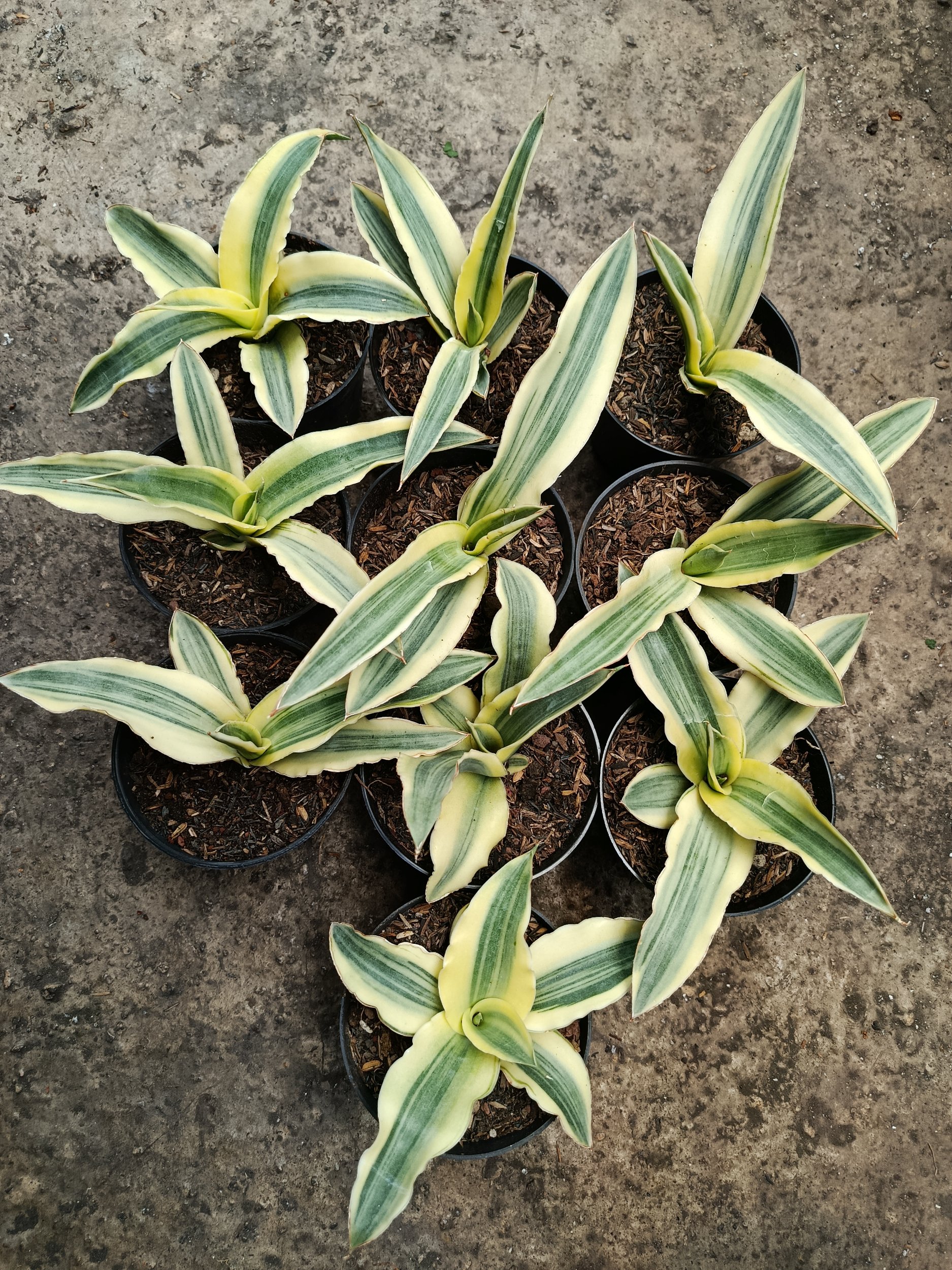 1796. Sansevieria Katana White Variegated 10 Pcs - Image 6
