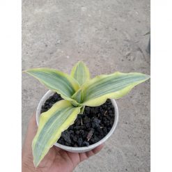 1829. Sansevieria Katana Variegated