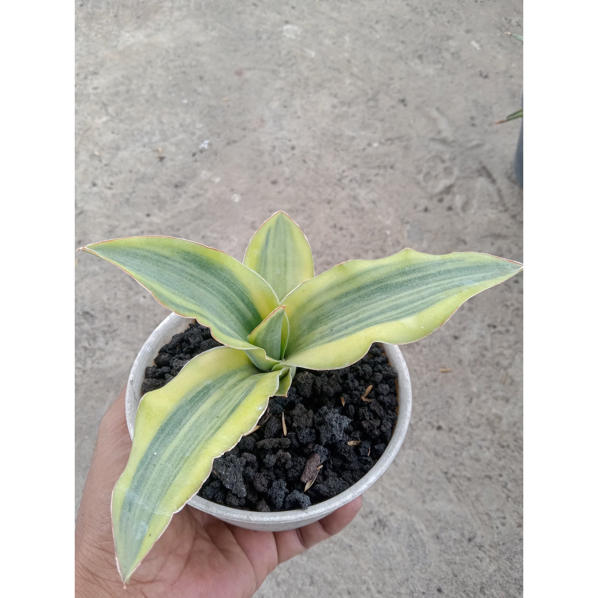 1829. Sansevieria Katana Variegated