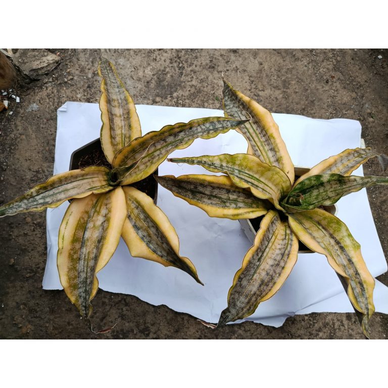 1793. Sansevieria Kirkii Brown Variegated 2 Pcs