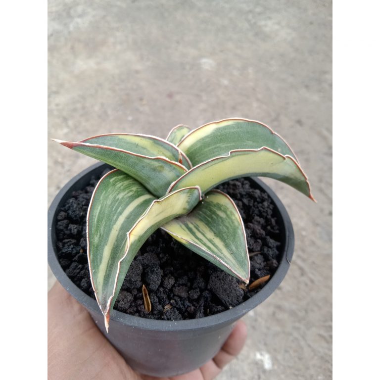 1826. Sansevieria Lavranos 23295 Variegated