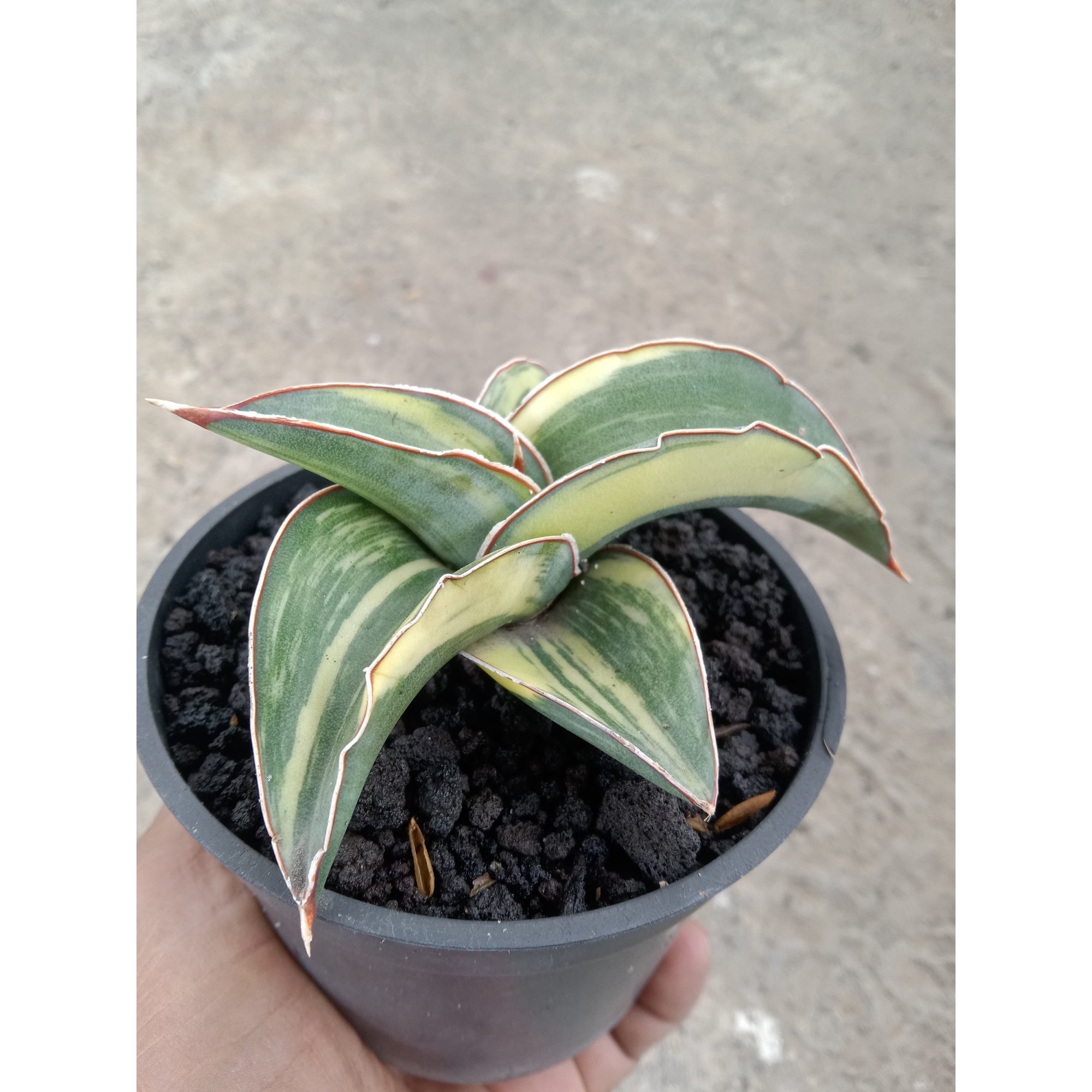 1826. Sansevieria Lavranos 23295 Variegated