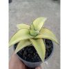 1831. Sansevieria Lavranos Aurea Variegated