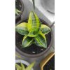 1837. Sansevieria Black Mamba Variegated