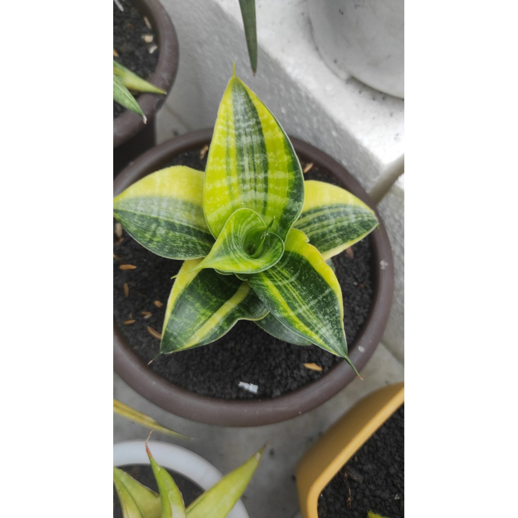 1837. Sansevieria Black Mamba Variegated