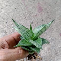 2265. Sanseveria Manja