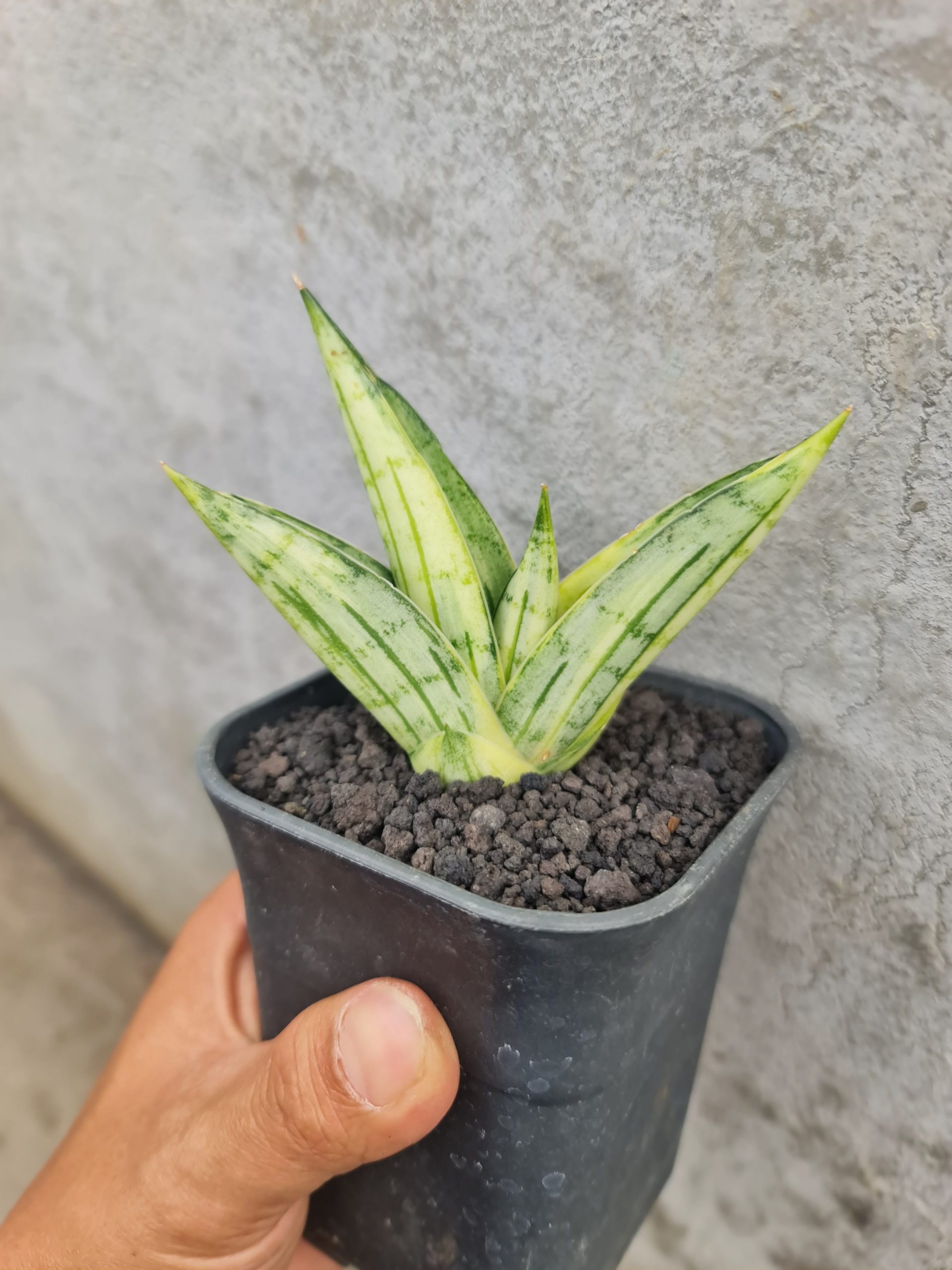 1498. Sansevieria Manja Variegated - Image 2
