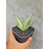1498. Sansevieria Manja Variegated