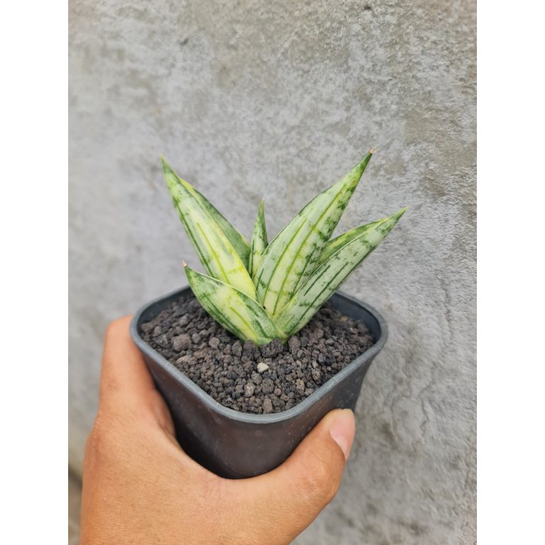 1498. Sansevieria Manja Variegated