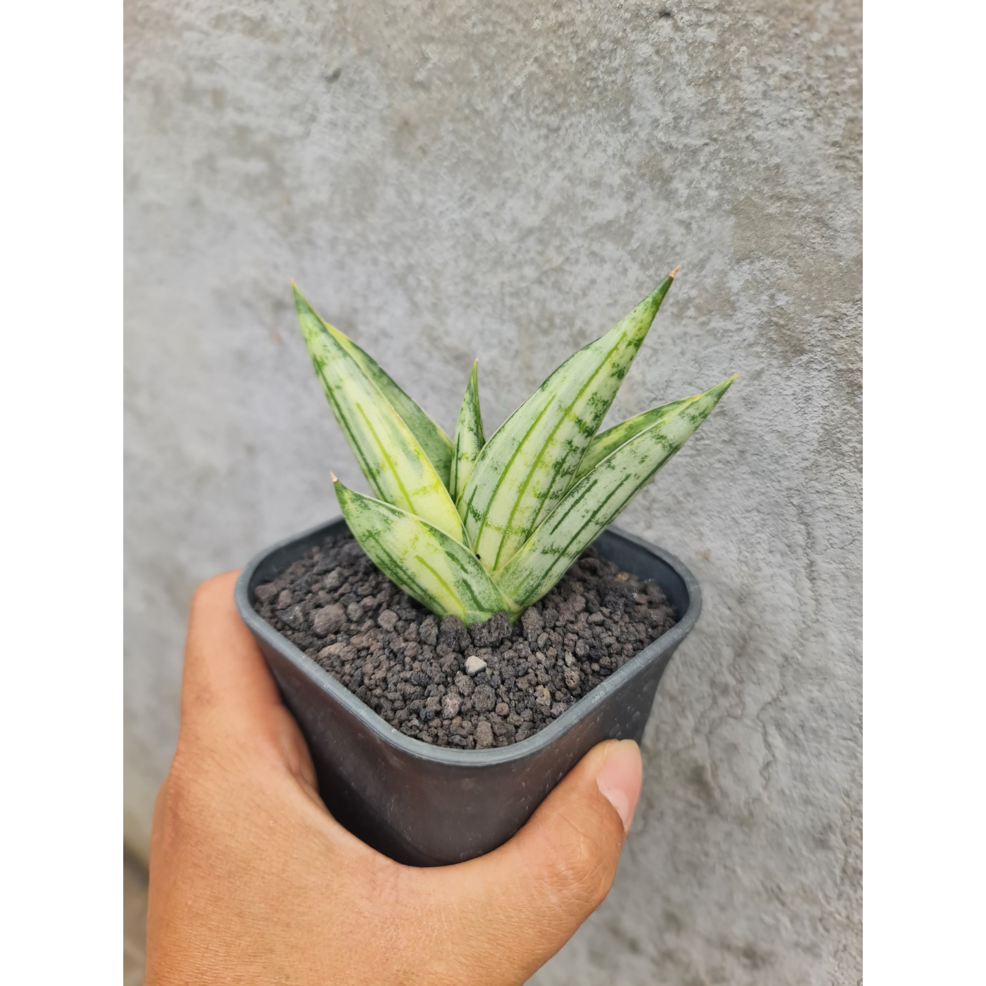 1498. Sansevieria Manja Variegated