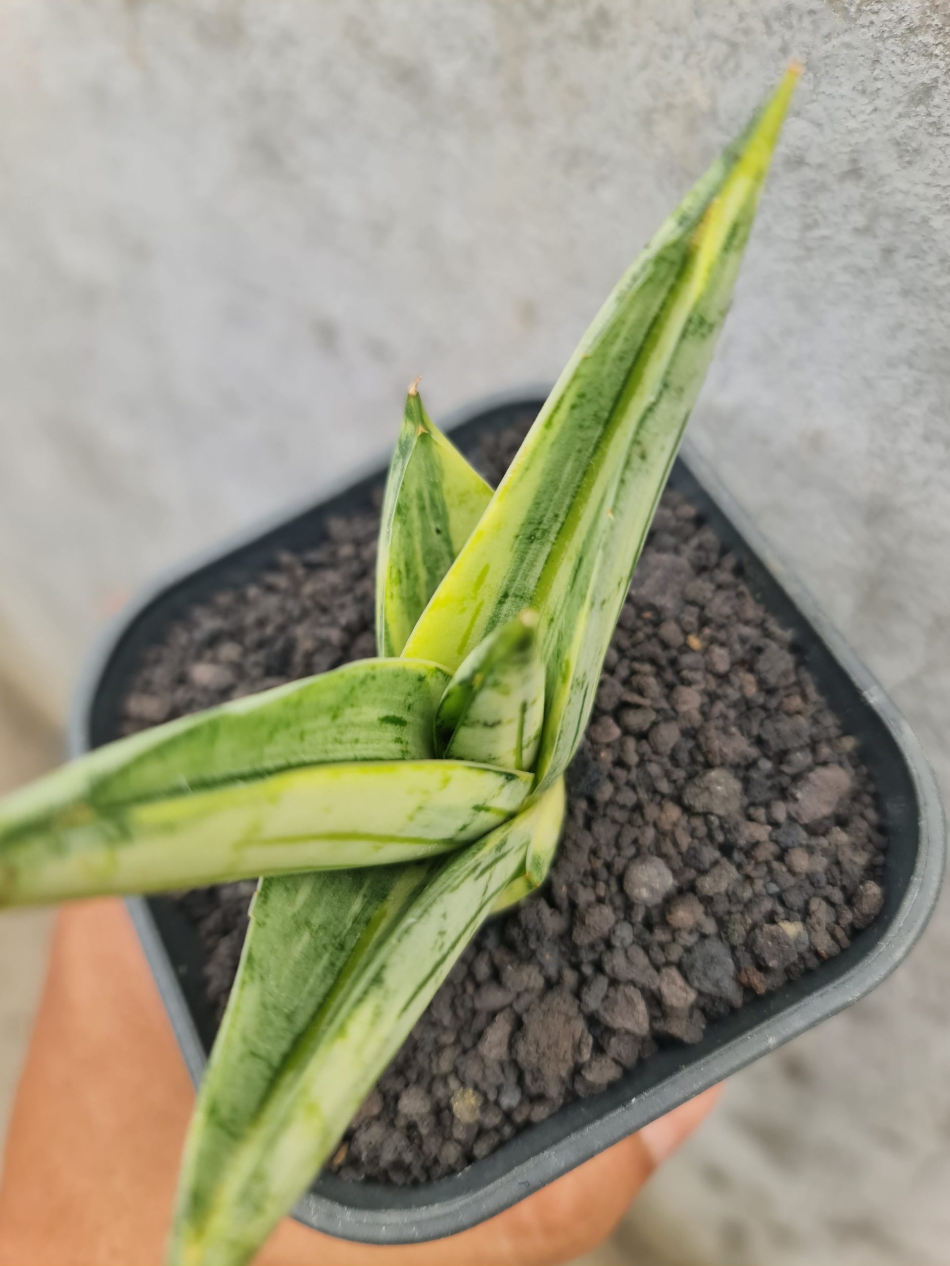 1498. Sansevieria Manja Variegated - Image 3