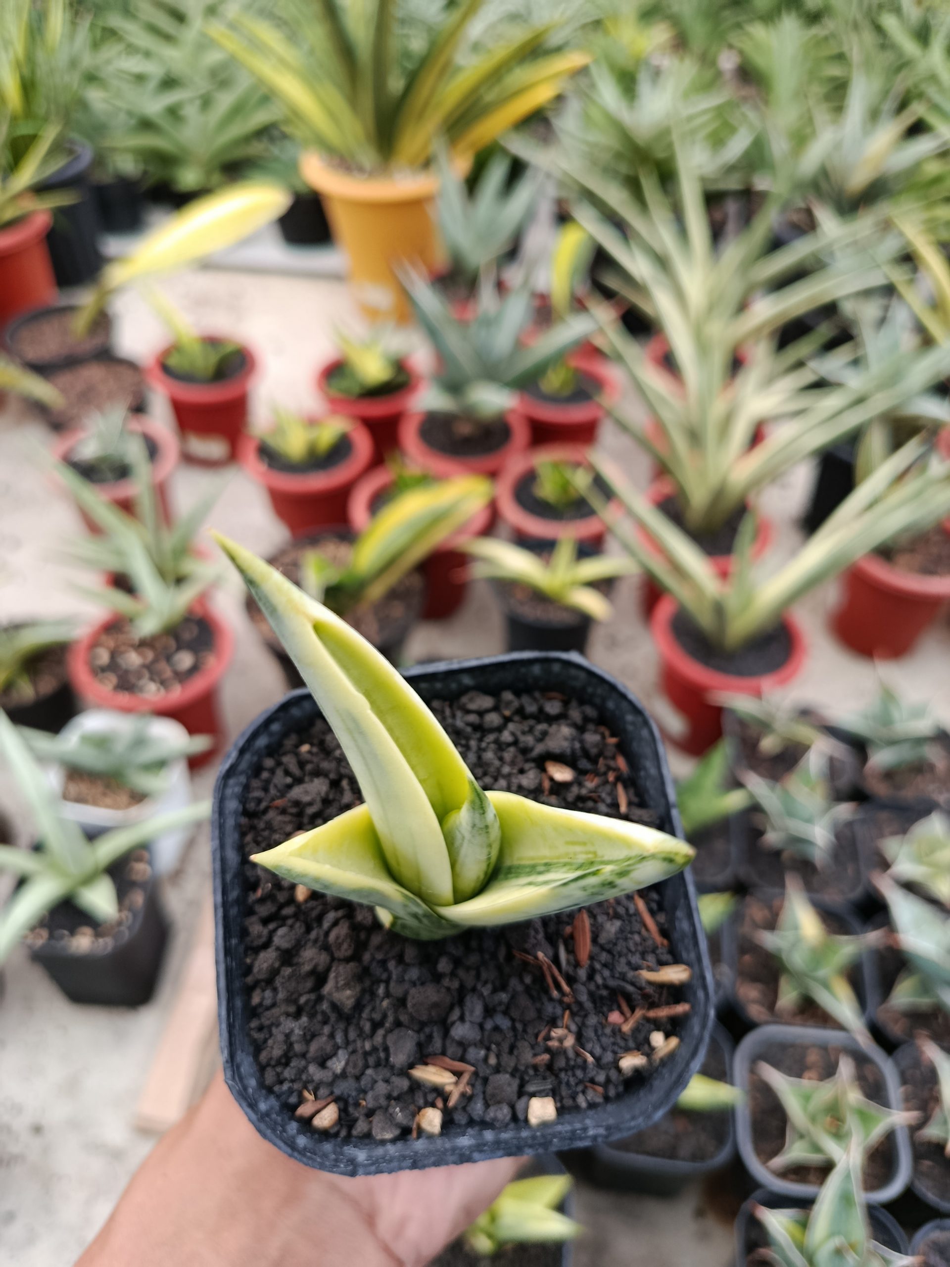 1463. Sansevieria Manja White Variegated - Image 2