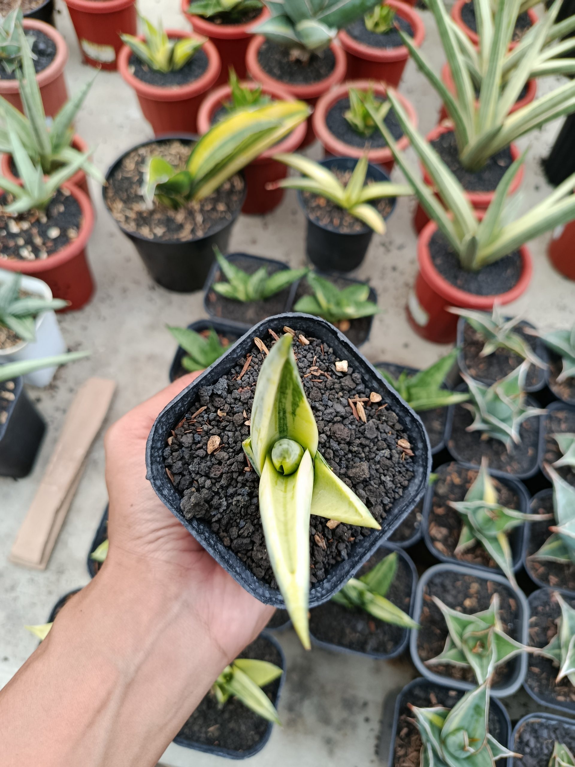 1463. Sansevieria Manja White Variegated - Image 3