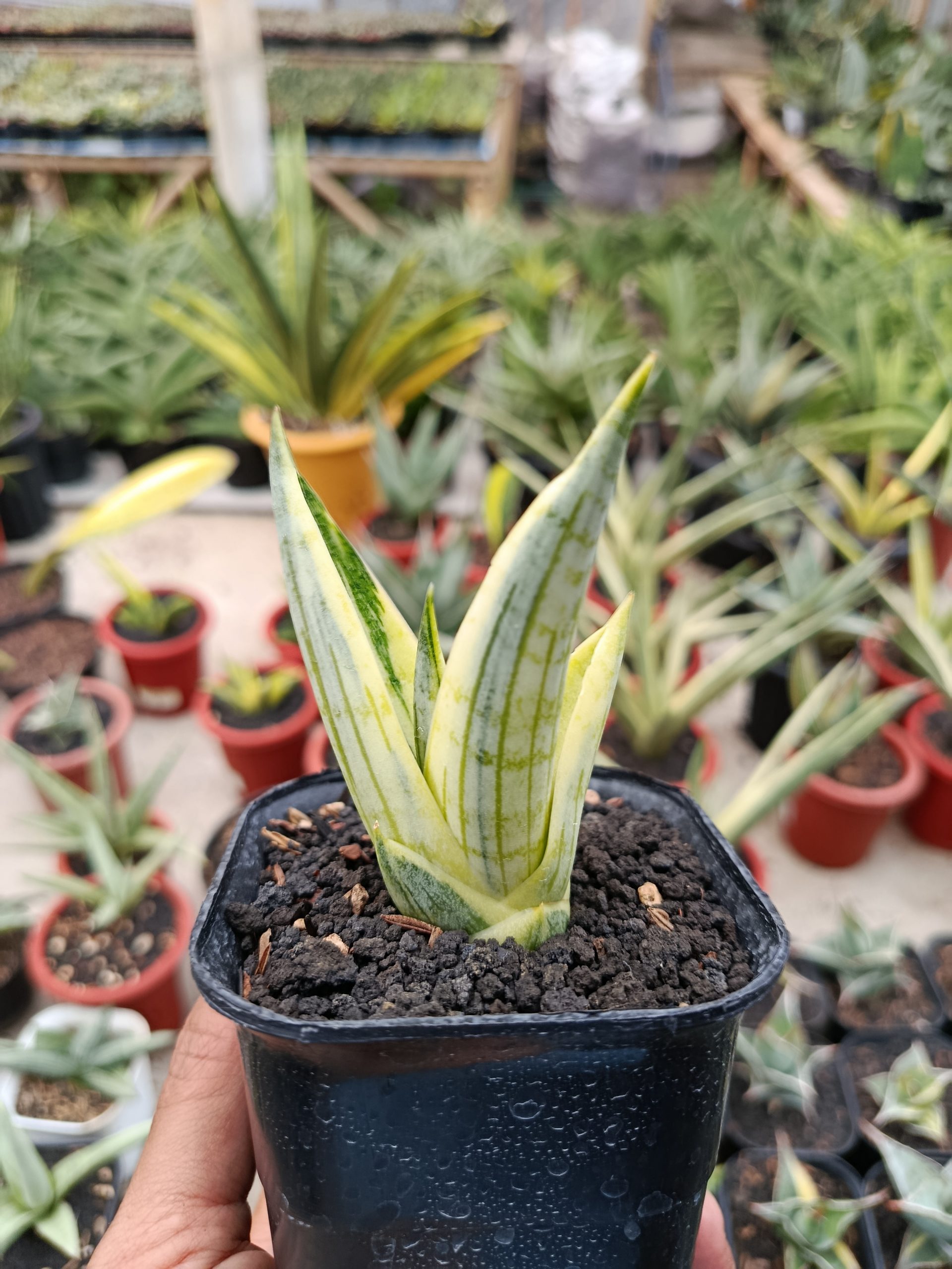 1463. Sansevieria Manja White Variegated - Image 4