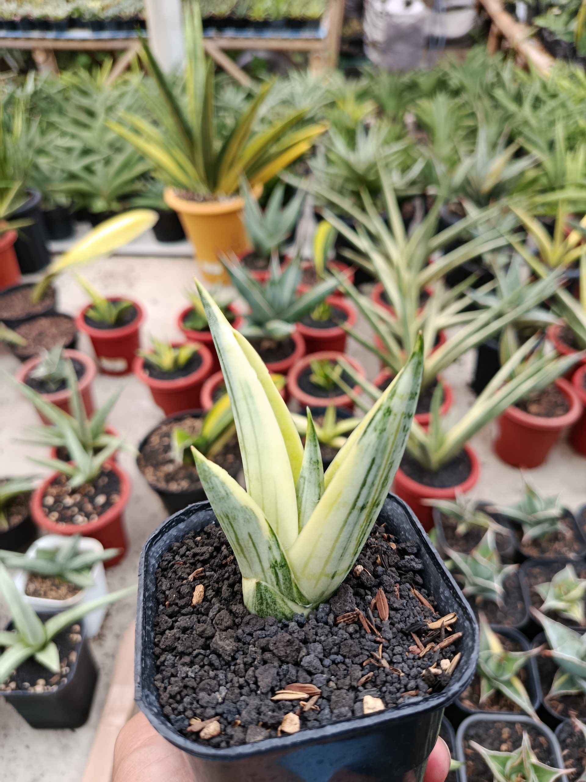 1463. Sansevieria Manja White Variegated - Image 5