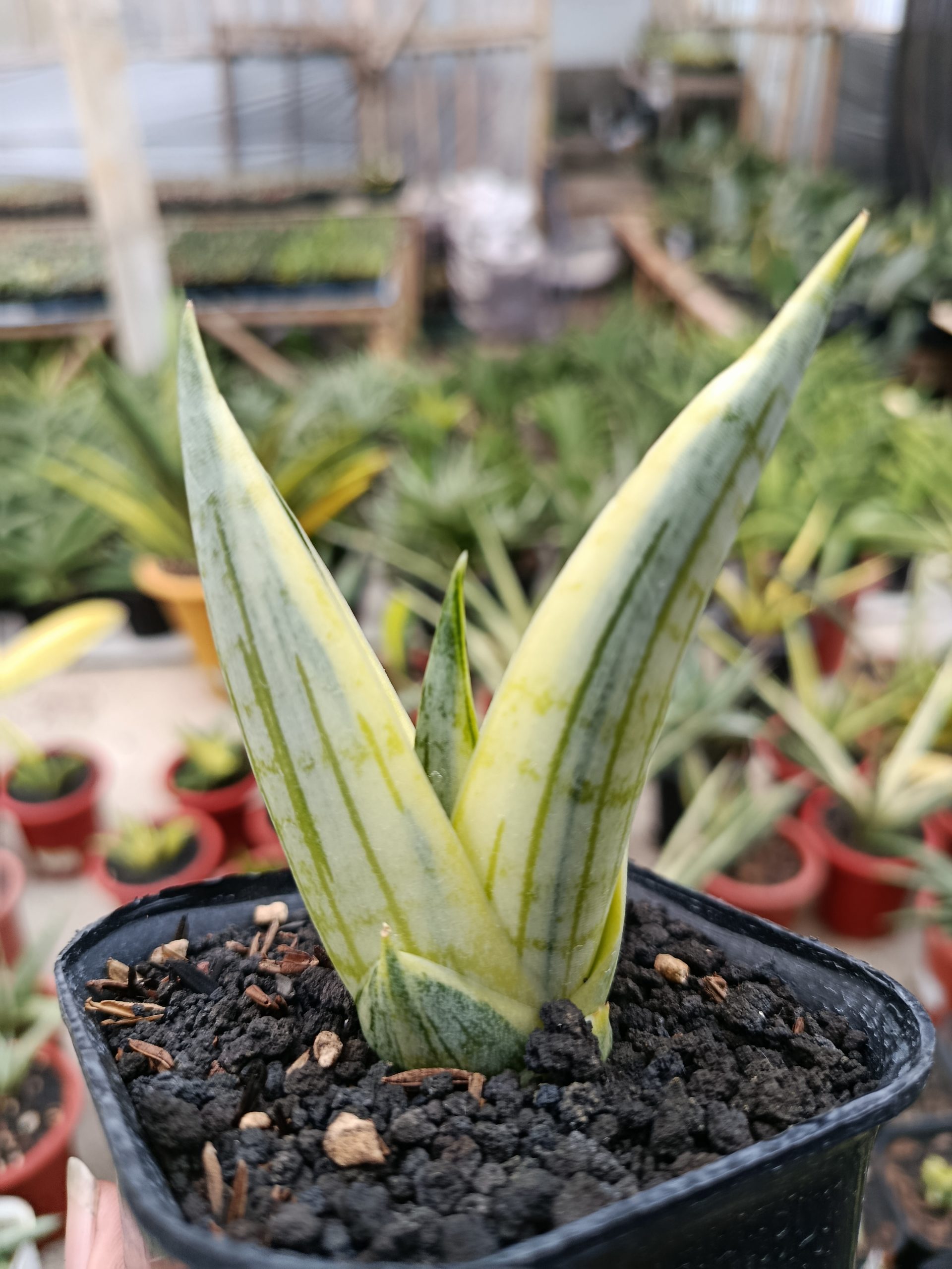 1463. Sansevieria Manja White Variegated - Image 6