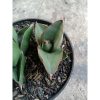 2269. Sanseveria Opera House (kid Only)