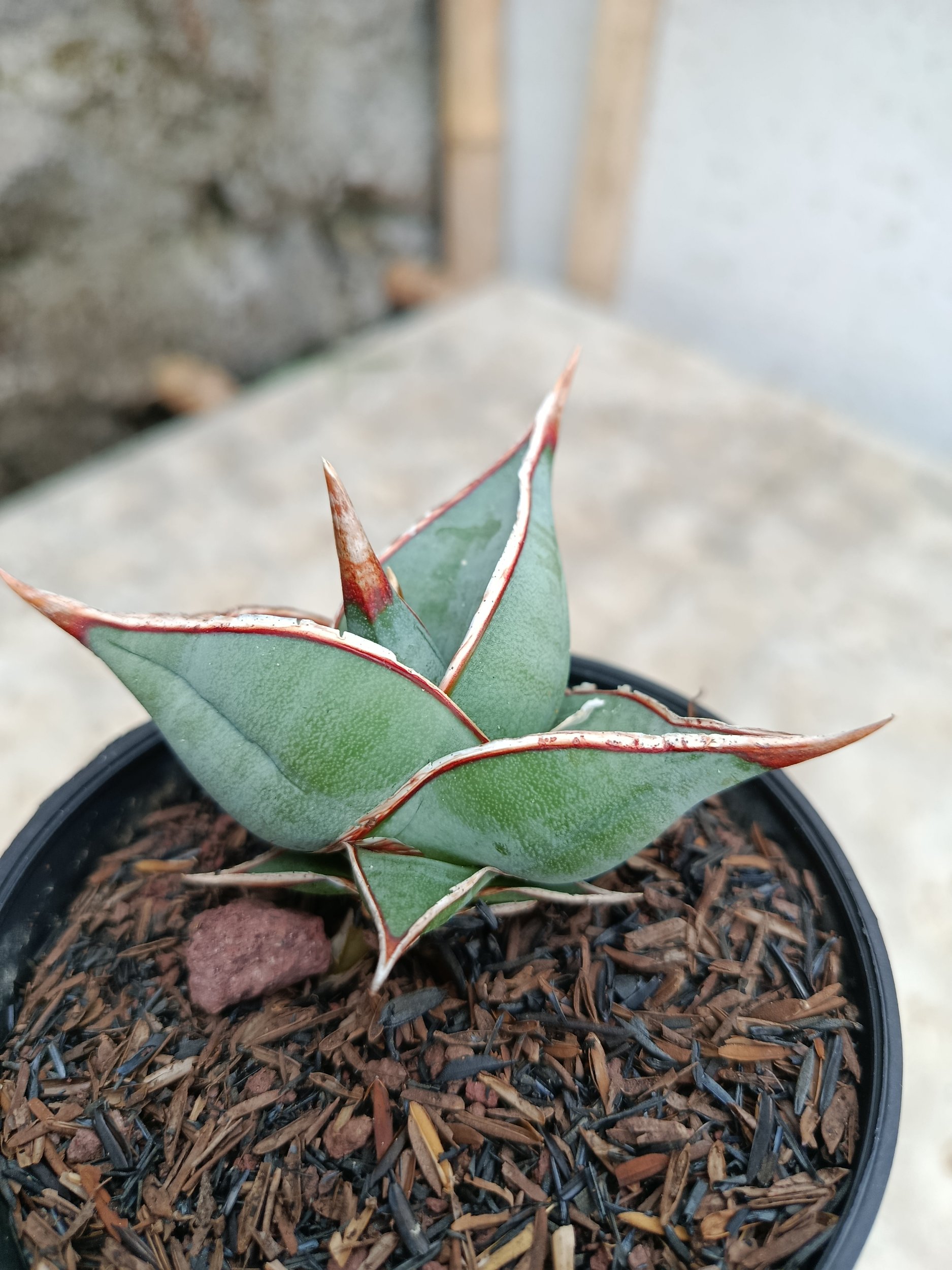 1775. Sansevieria Pinguin Dagger - Image 2