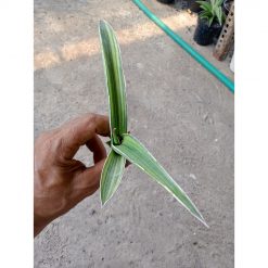 2267. Sanseveria Pingtom ( Pinguin X Tom Grumble) Varigated