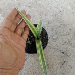 2267. Sanseveria Pingtom ( Pinguin X Tom Grumble) Varigated