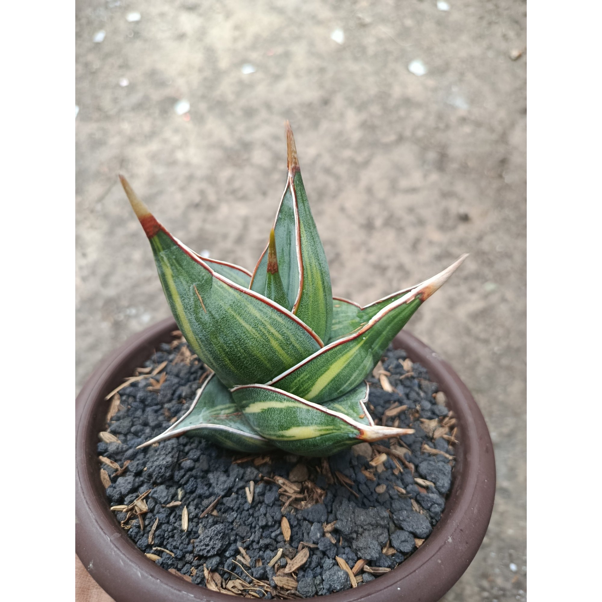1822. Sansevieria Pinguicula Dagger Variegated