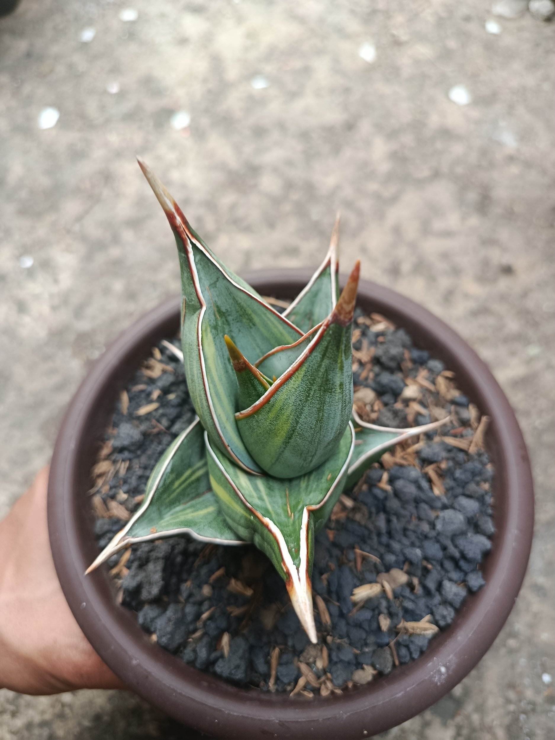1822. Sansevieria Pinguicula Dagger Variegated - Image 2