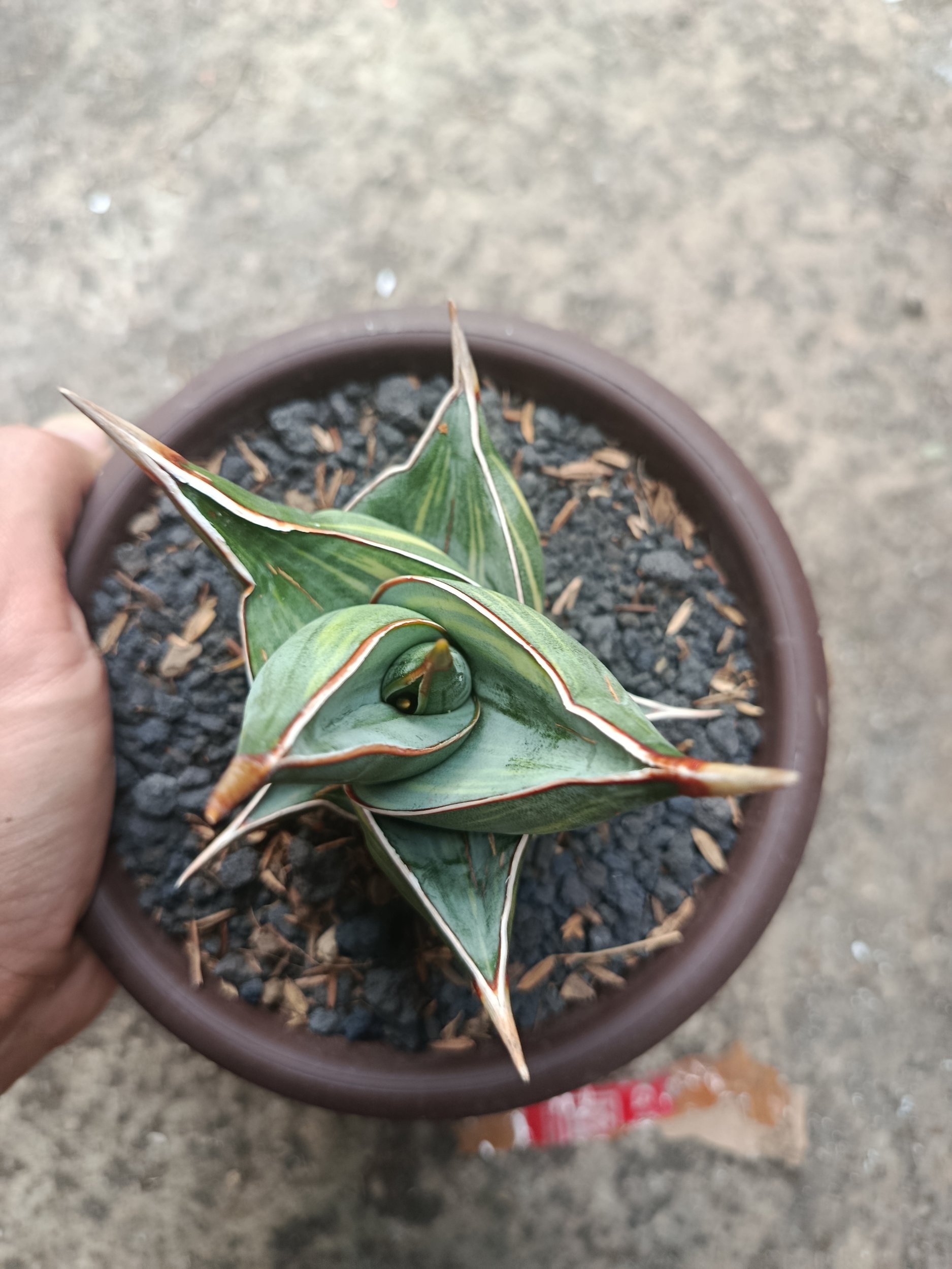 1822. Sansevieria Pinguicula Dagger Variegated - Image 3