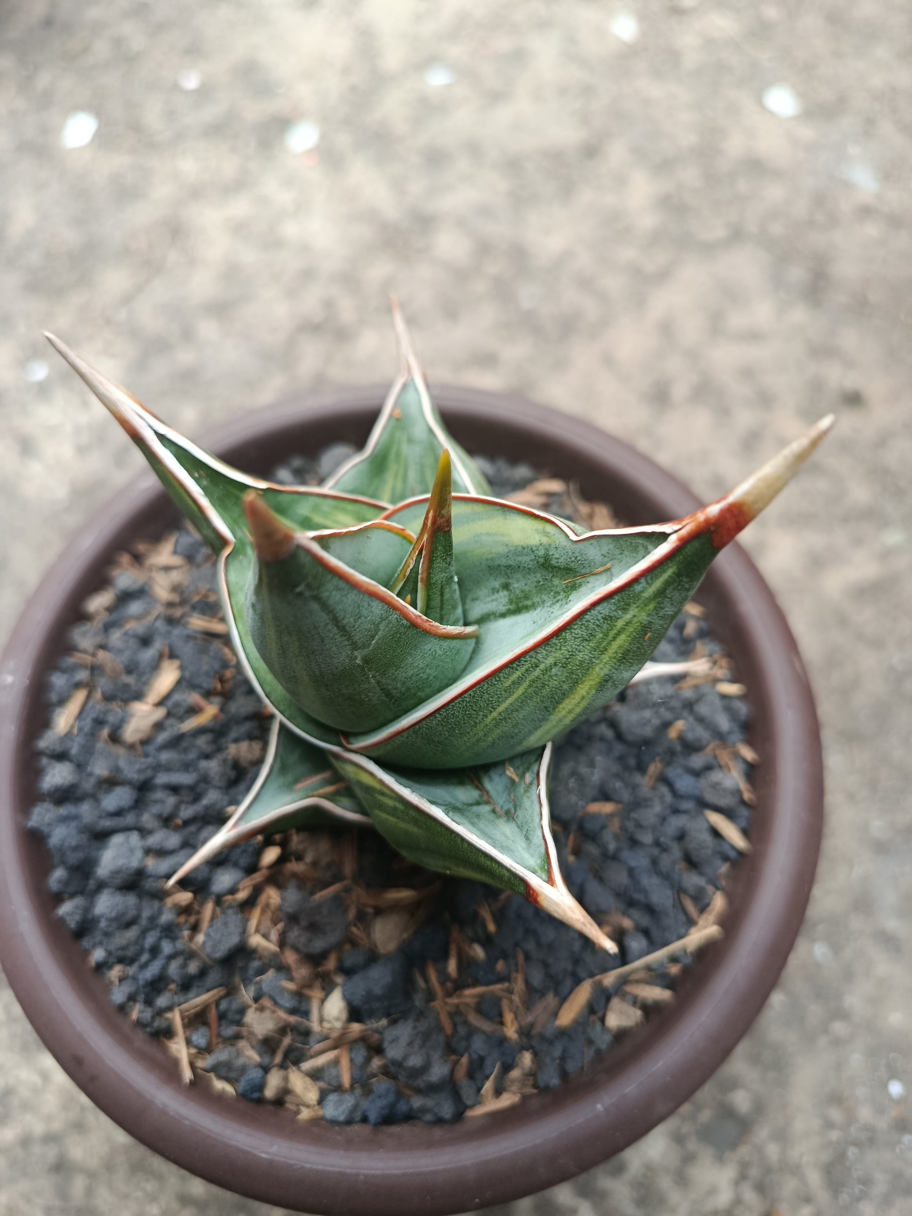 1822. Sansevieria Pinguicula Dagger Variegated - Image 4