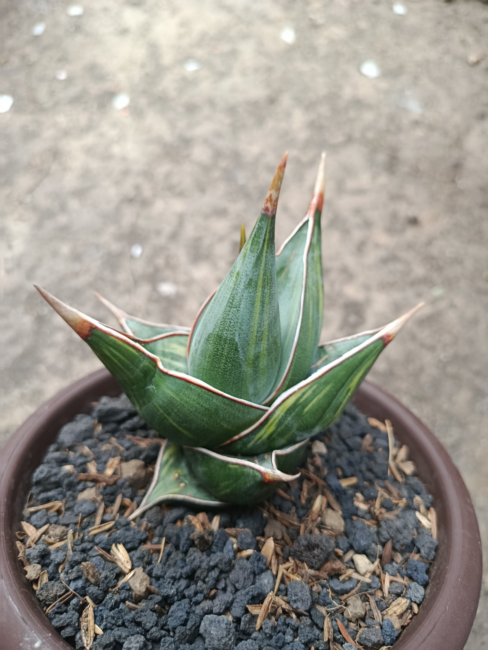 1822. Sansevieria Pinguicula Dagger Variegated - Image 5