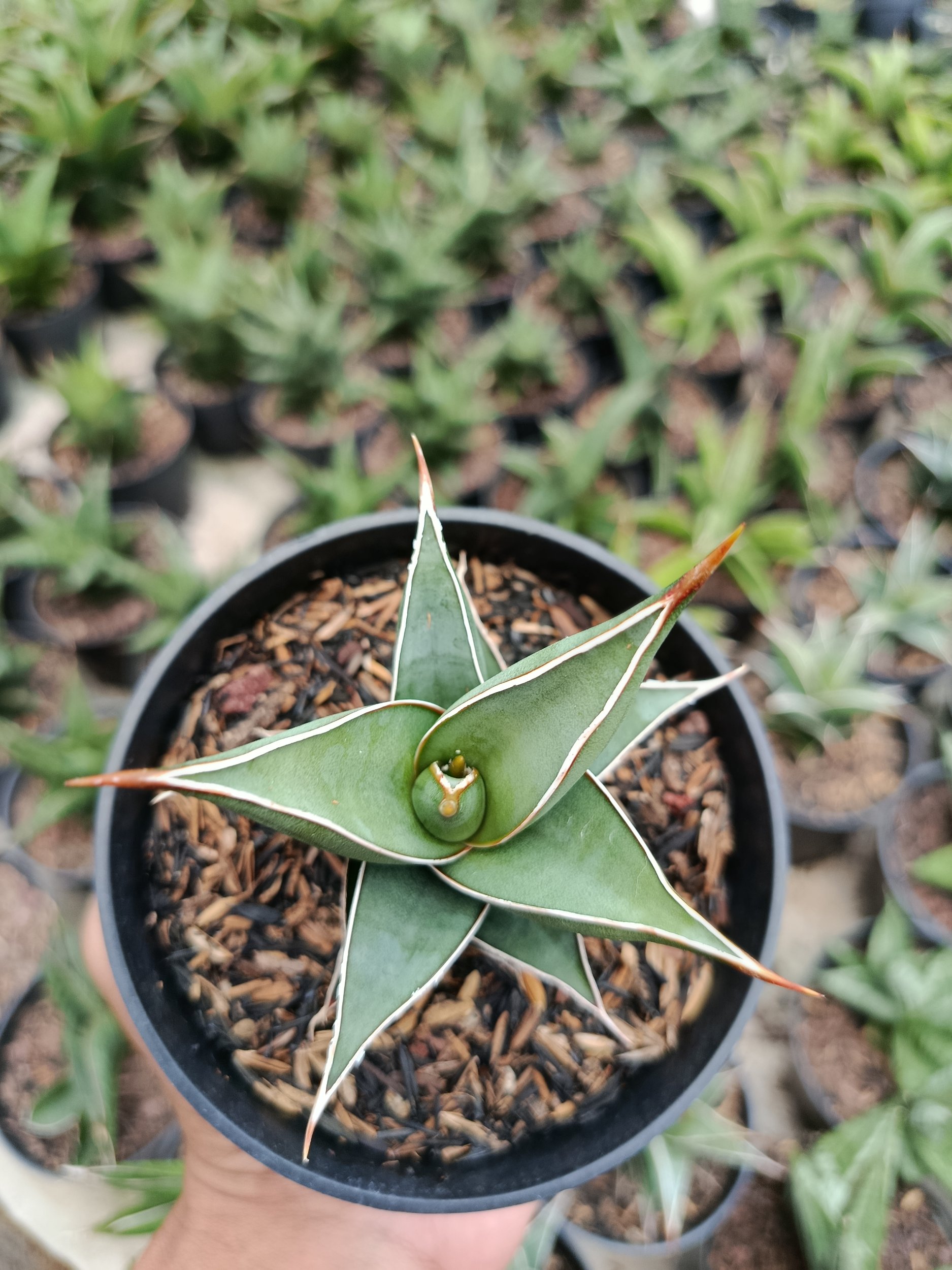 1769. Sansevieria Pinguin Var Nana - Image 2