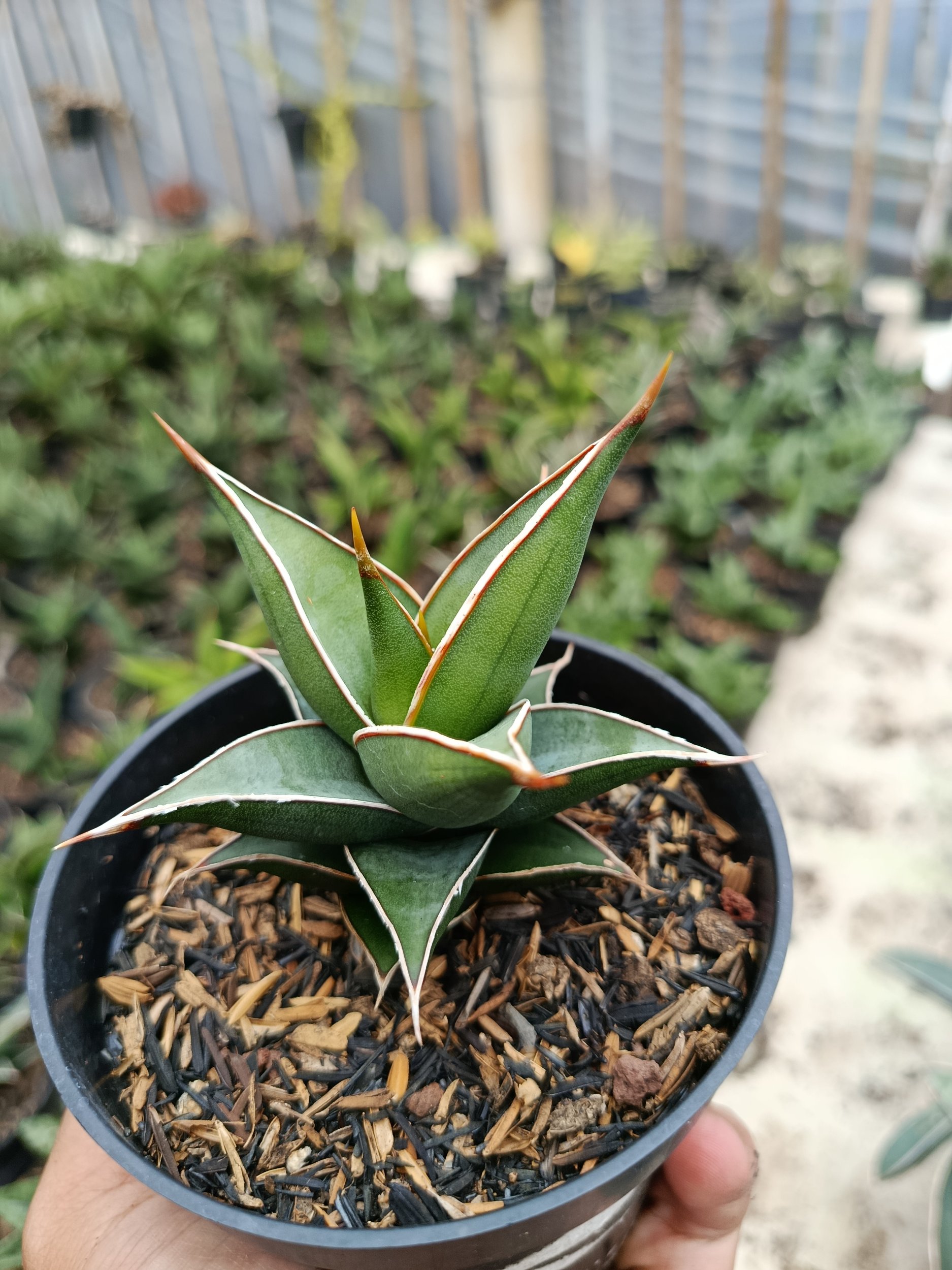 1769. Sansevieria Pinguin Var Nana - Image 3