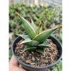 1769. Sansevieria Pinguin Var Nana