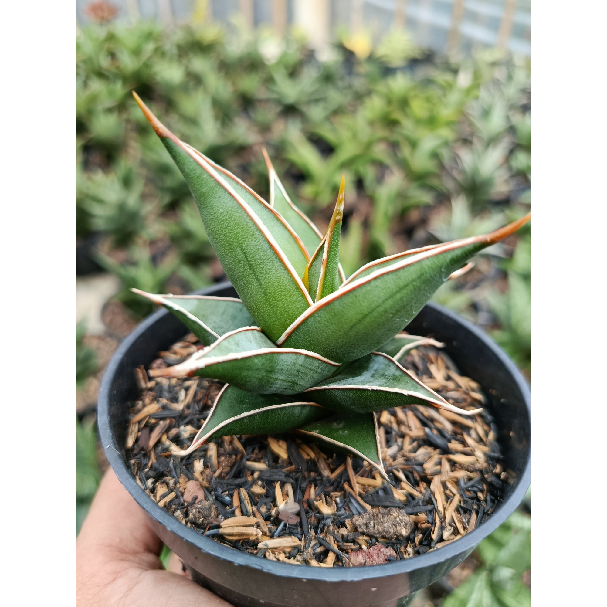 1769. Sansevieria Pinguin Var Nana