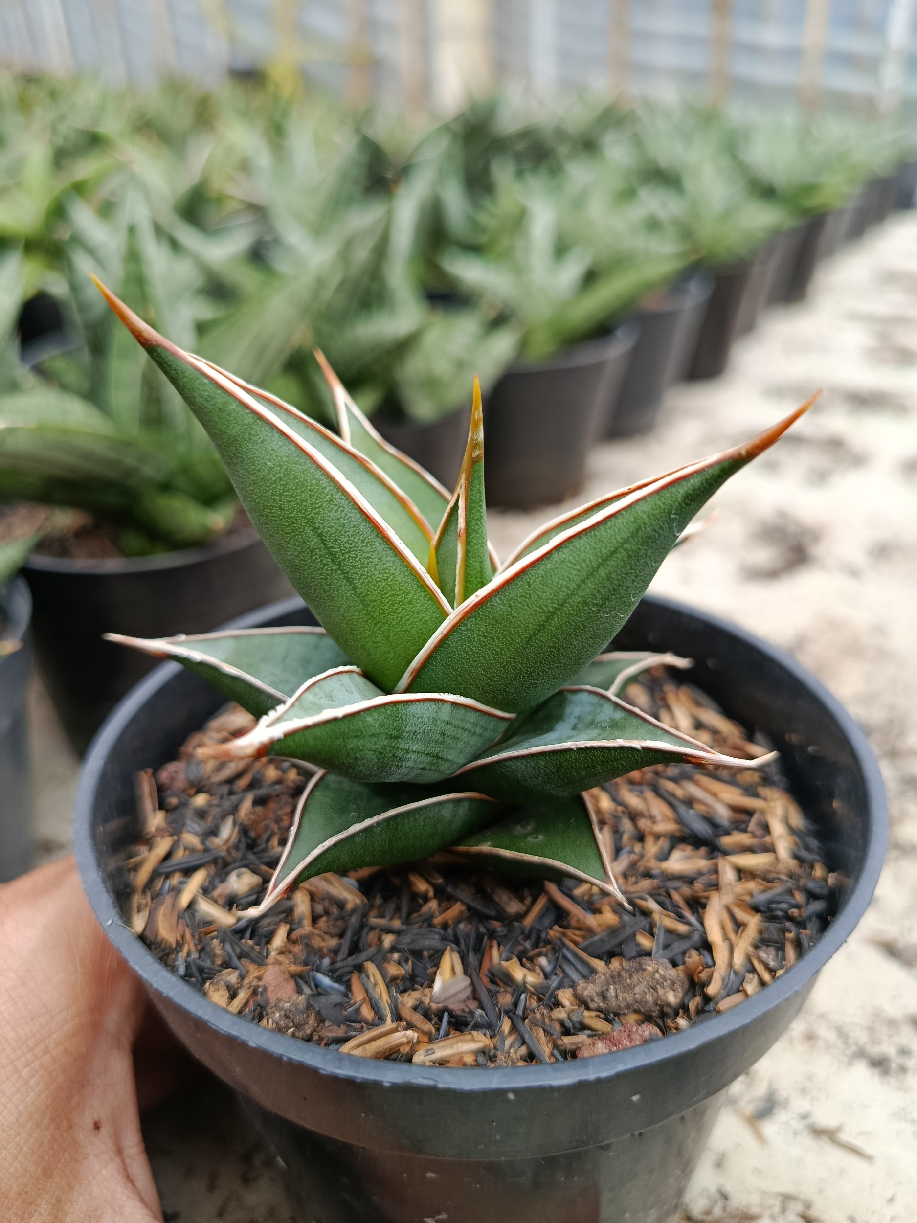 1769. Sansevieria Pinguin Var Nana - Image 4