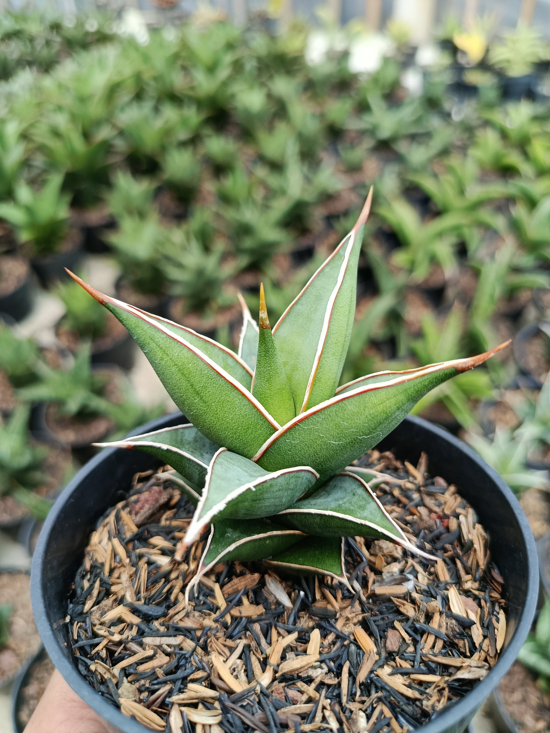 1769. Sansevieria Pinguin Var Nana - Image 5