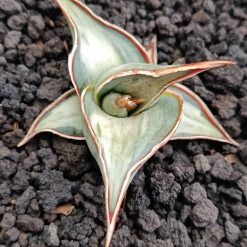 Alternative view of 2325. Sanseveria Pinguin White Embos